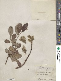 Salix scouleriana image