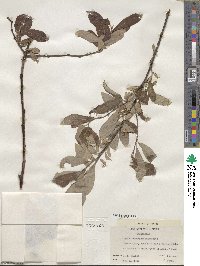 Salix scouleriana image