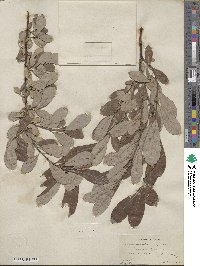 Salix scouleriana image