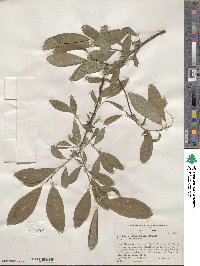 Salix scouleriana image