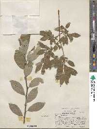 Salix scouleriana image