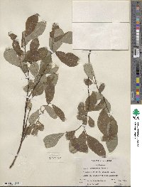 Salix scouleriana image