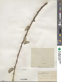 Salix scouleriana image