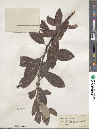 Salix scouleriana image