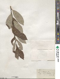 Salix scouleriana image
