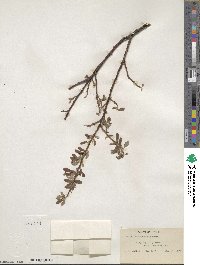 Salix scouleriana image