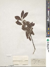 Salix scouleriana image