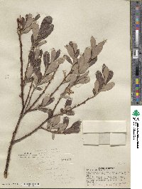 Salix scouleriana image