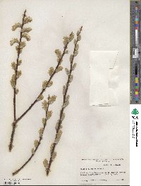 Salix scouleriana image