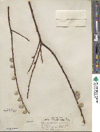 Salix scouleriana image