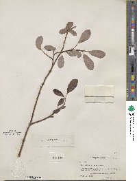 Salix scouleriana image