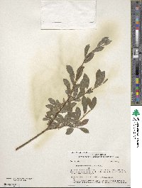 Salix scouleriana image