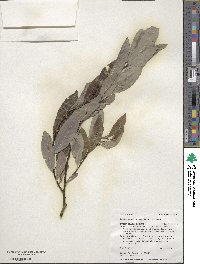 Salix scouleriana image