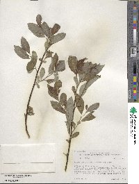 Salix scouleriana image