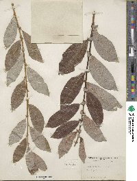 Salix scouleriana image