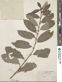 Salix scouleriana image