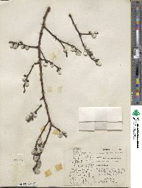 Salix scouleriana image