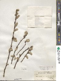 Salix scouleriana image