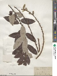 Salix scouleriana image