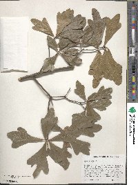 Quercus nigra image