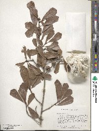 Quercus nigra image