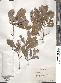 Quercus nigra image