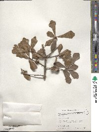 Quercus nigra image