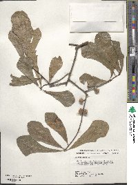 Quercus nigra image