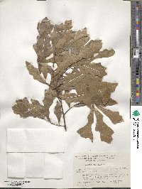 Quercus nigra image