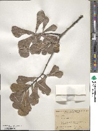 Quercus nigra image