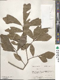 Quercus nigra image