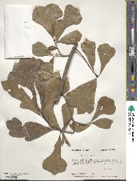 Quercus nigra image