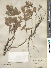 Quercus nigra image