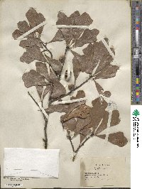 Quercus nigra image