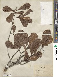 Quercus nigra image