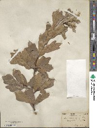 Quercus nigra image