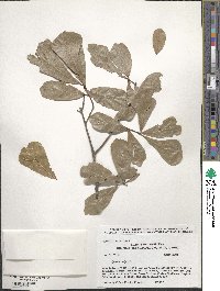 Quercus nigra image