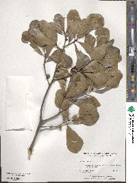 Quercus nigra image