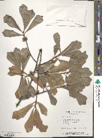 Quercus nigra image