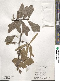 Quercus nigra image