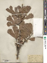 Quercus nigra image