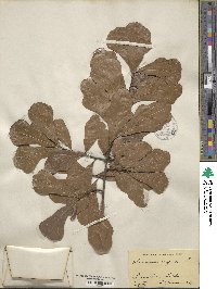 Quercus nigra image