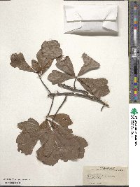 Quercus nigra image