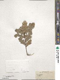 Quercus nigra image