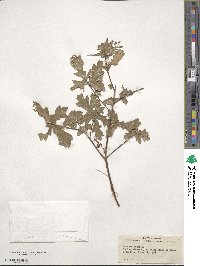 Quercus nigra image