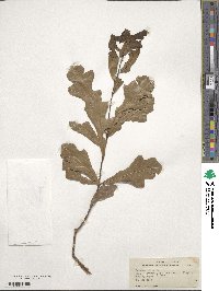 Quercus nigra image