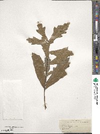 Quercus nigra image