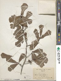 Quercus nigra image