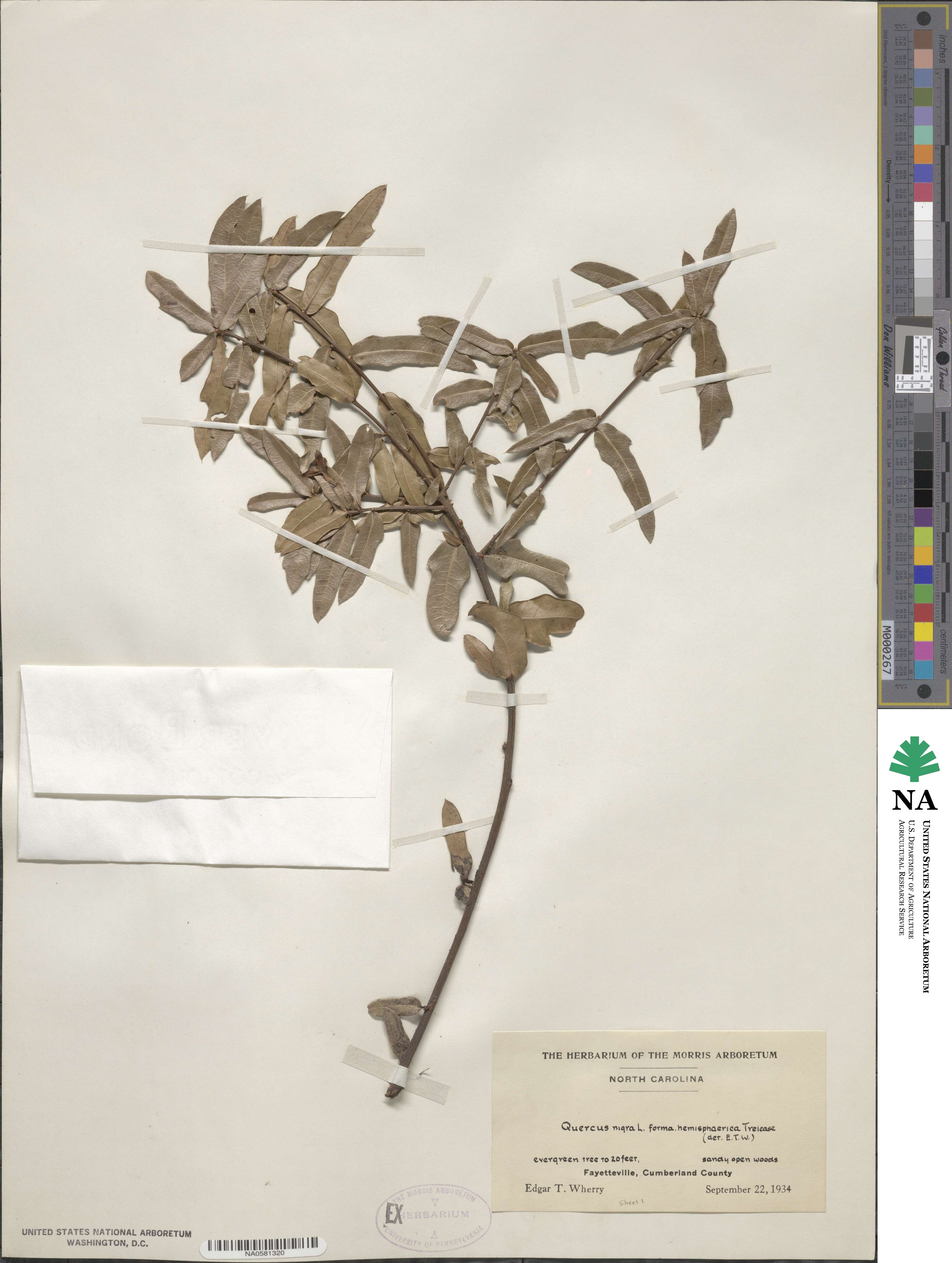 Quercus nigra image
