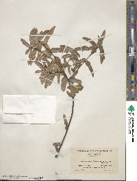 Quercus nigra image